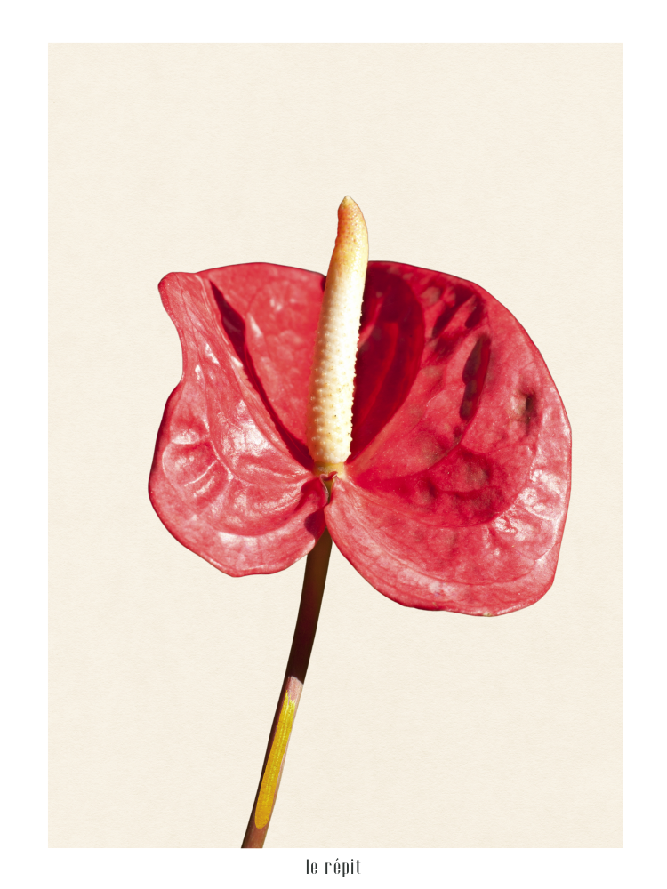 Plakat Anthurium Red