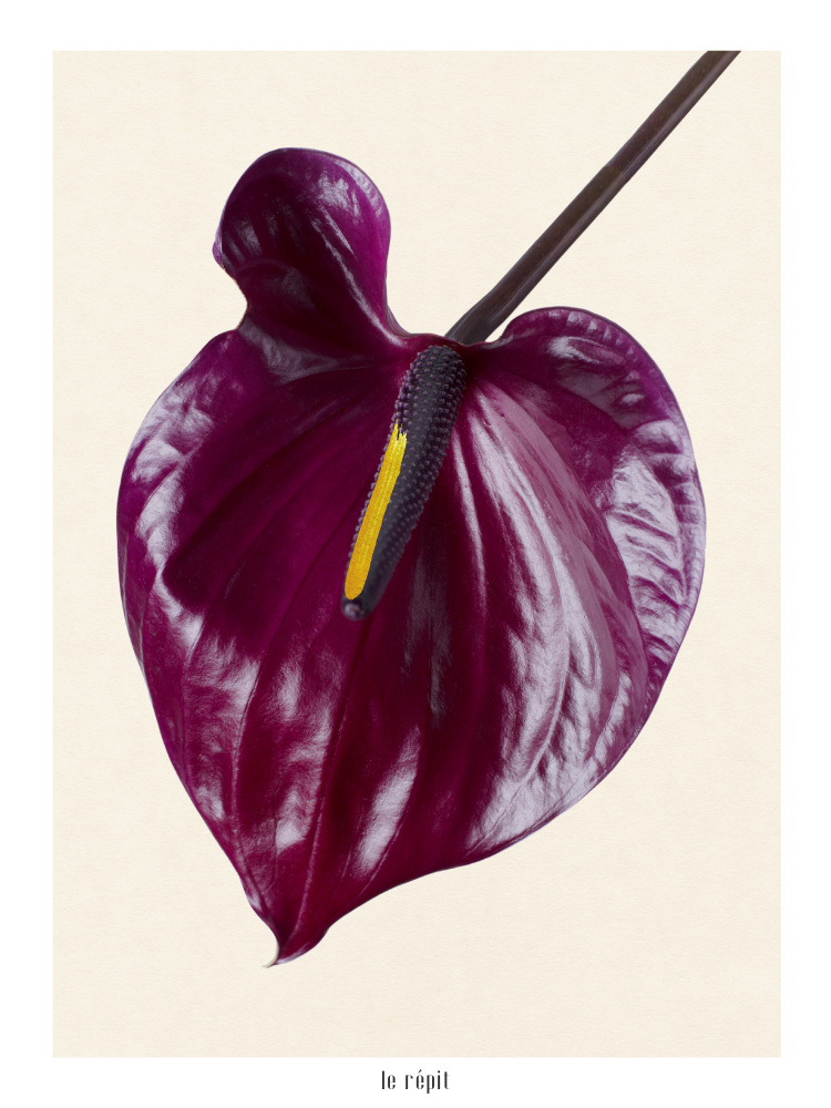 Plakat Anthurium Dark