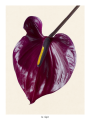 24.png